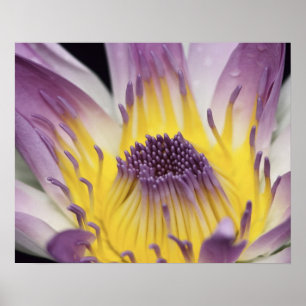 Oceanië, Fiji, Paarse Panama Pacifica Nymphea Poster