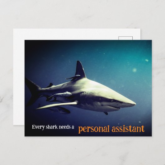 Oceanische zwartpunthaai onder water feestdagenkaart (Voorkant / Achterkant)