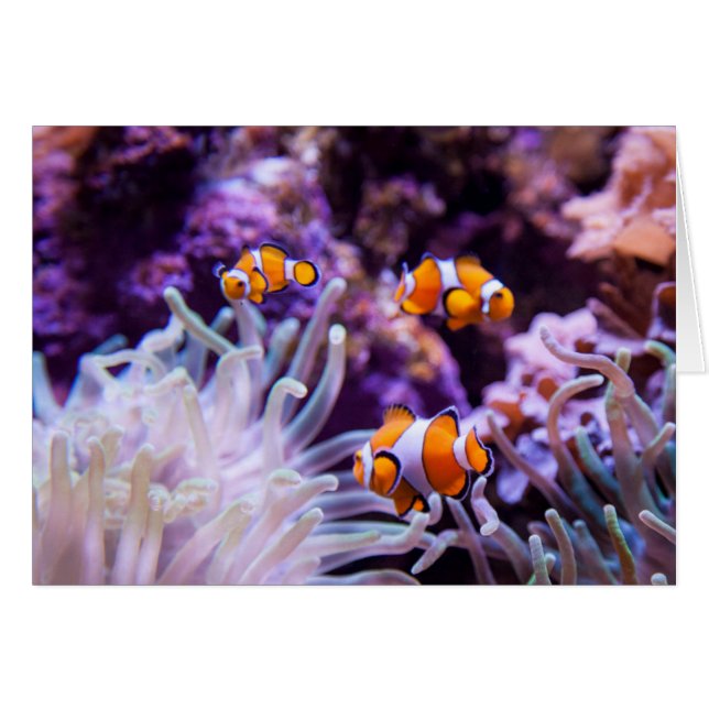 Ocellaris Clownfish | Amphiprion Ocellaris (Voorkant Horizontaal)