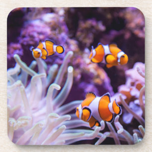 Ocellaris Clownfish Amphiprion Ocellaris Drankjes Onderzetter