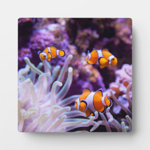 Ocellaris Clownfish   Amphiprion Ocellaris Fotoplaat
