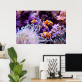 Ocellaris Clownfish | Amphiprion Ocellaris Poster (Thuiskantoor)
