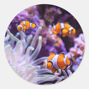 Ocellaris Clownfish Amphiprion Ocellaris Ronde Sticker