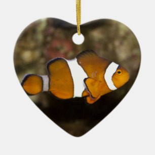 Ocellaris Clownfish Keramisch Ornament