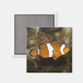 Ocellaris Clownfish Magneet (Voorkant / Achterkant)