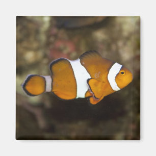 Ocellaris Clownfish Magneet