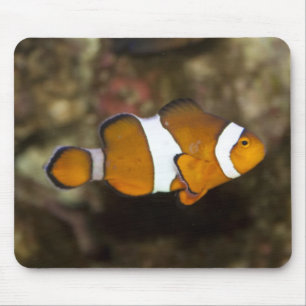 Ocellaris Clownfish Muismat