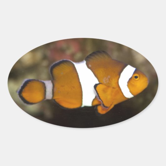 Ocellaris Clownfish Ovale Sticker (Voorkant)