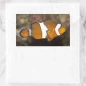 Ocellaris Clownfish Rechthoekige Sticker (Tas)