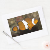 Ocellaris Clownfish Rechthoekige Sticker (Envelop)