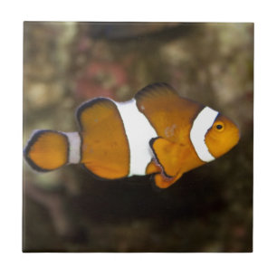 Ocellaris Clownfish Tegeltje