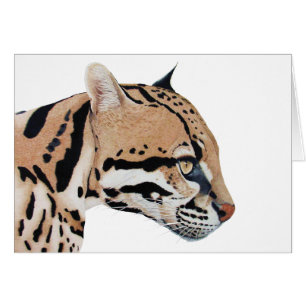 Ocelot