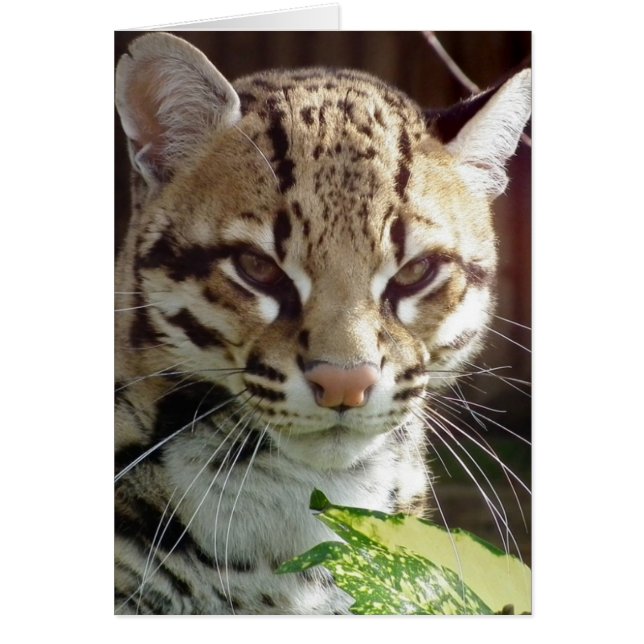 Ocelot (Voorkant)