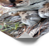 Ocelot 02 9x9 poster (Hoek)