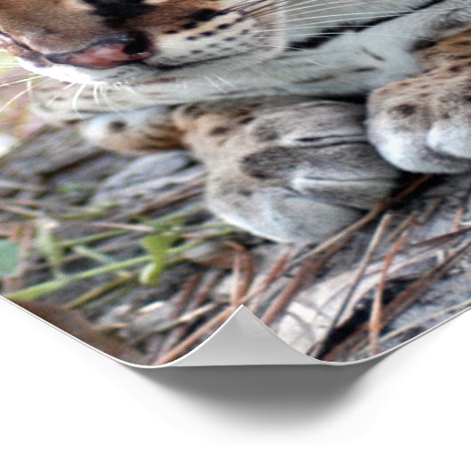 Ocelot 02 9x9 poster (Hoek)