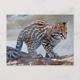 ocelot baby4x6 briefkaart