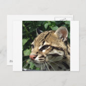 Ocelot Briefkaart (Voorkant / Achterkant)