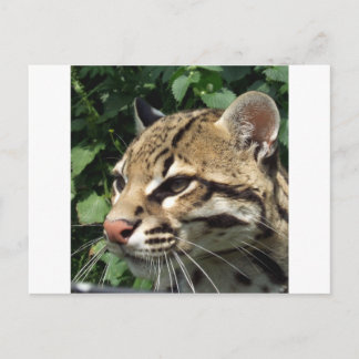Ocelot Briefkaart