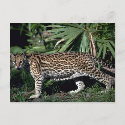 Ocelot Briefkaart (Voorkant)