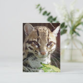 Ocelot Briefkaart (Staand voorkant)