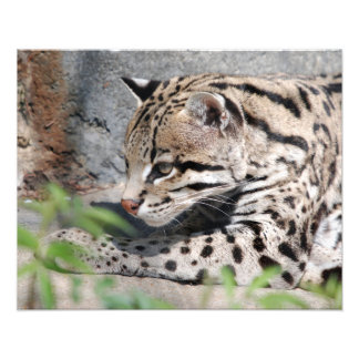 Ocelot Closeup Foto Afdruk