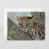 Ocelot, Felis pardalis, gevangenschap, vrouw dat r Briefkaart (Voorkant / Achterkant)