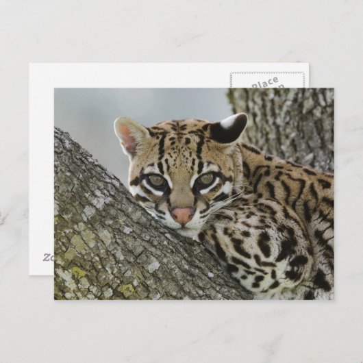 Ocelot, Felis pardalis, gevangenschap, vrouw dat r Briefkaart (Voorkant / Achterkant)