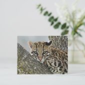 Ocelot, Felis pardalis, gevangenschap, vrouw dat r Briefkaart (Staand voorkant)
