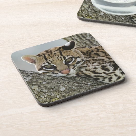 Ocelot, Felis pardalis, gevangenschap, vrouw dat r Drankjes Onderzetter (Linkerzijde)