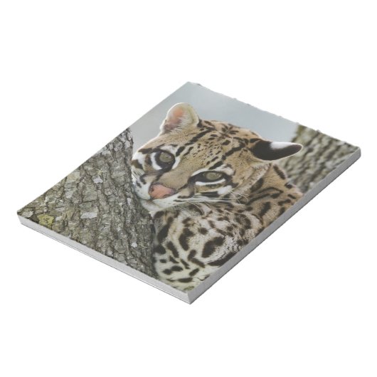 Ocelot, Felis pardalis, gevangenschap, vrouw dat r Notitieblok (Gedraaid)