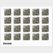 Ocelot, Felis pardalis, gevangenschap, vrouw dat r Vierkante Sticker (Vel)
