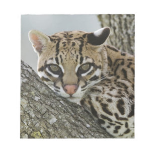 Ocelot, Felis pardalis, in gevangenschap, vrouwtje Notitieblok