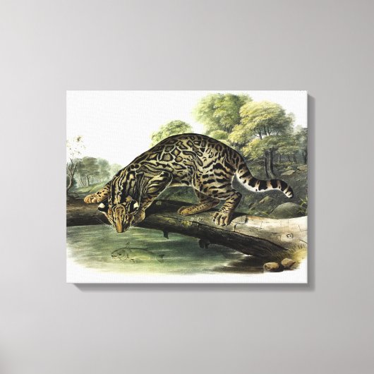 Ocelot, Leopard-Cat (Leopardus pardalis) - Audubon Canvas Afdruk (Voorkant)