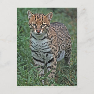 OCELOT Leopardus pardalis) CENTRAAL AMERIKA Briefkaart