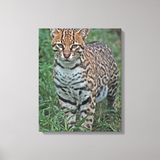 OCELOT Leopardus pardalis) CENTRAAL AMERIKA Canvas Afdruk (Voorkant)