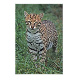 OCELOT Leopardus pardalis) CENTRAAL AMERIKA Foto Afdruk