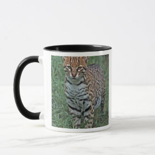 OCELOT Leopardus pardalis) CENTRAAL AMERIKA Mok
