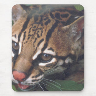 OCELOT MUISMAT