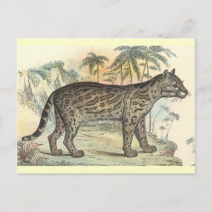 Ocelot (variëteit) briefkaart