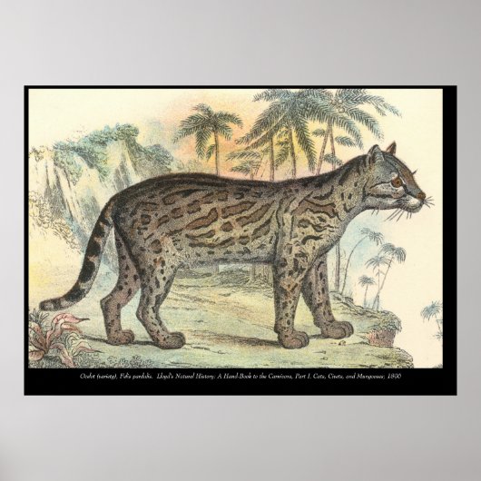 Ocelot (variëteit) poster (Voorkant)