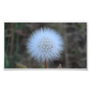 Ochoco Black Canyon Flora Flower Wildflower Foto Afdruk