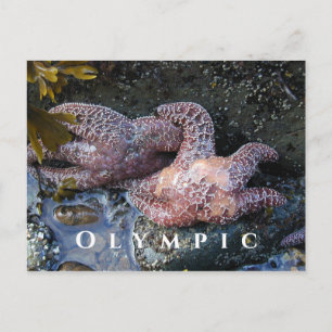 Ochre Zee Stars, Tide Pool, Olympisch Nationaal Pa Briefkaart