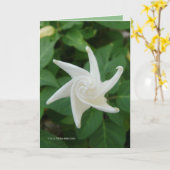 Ochtend van Moonflower Kaart (Gele Bloem)