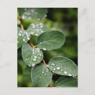 Ochtenddauw in tuin briefkaart