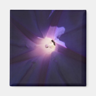 ochtendgloren magneet