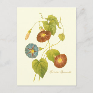 Ochtendglorie Blauwe Illustratie Briefkaart
