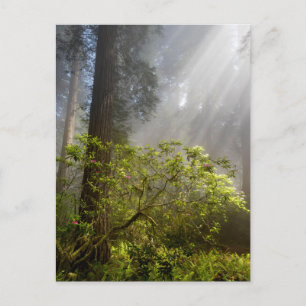 Ochtendmist op Rhododendron Briefkaart