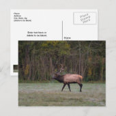 Ochtendwandeling van stiereland Postkaart zonder t (Voorkant / Achterkant)