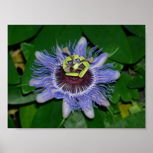Ocoee flower Passiflora caerulea Passion flower Poster (Voorkant)