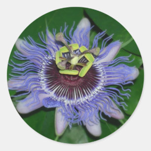 Ocoee flower Passiflora caerulea Passion flower Ronde Sticker